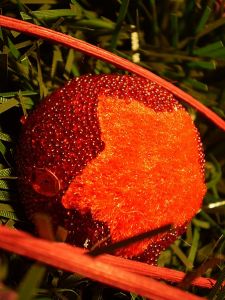 v�no�n� stromek, v�noce